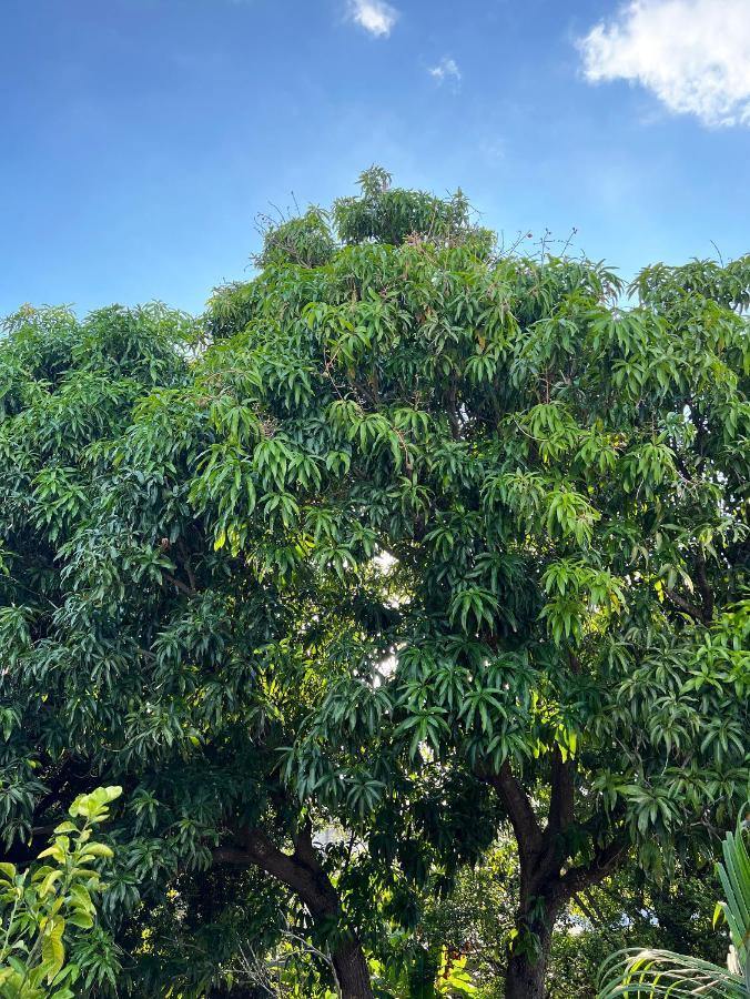 Bajo Las Hojas Campeche Esterno foto